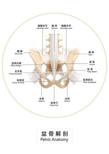 人体盆骨结构