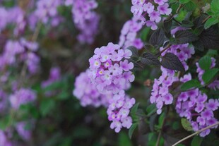 紫马樱丹