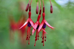  吊钟花