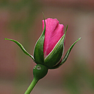 粉红色玫瑰花