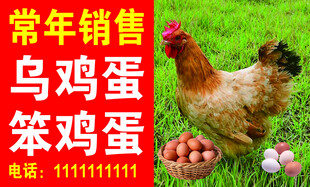 乌鸡蛋笨鸡蛋