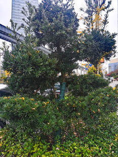 城市树