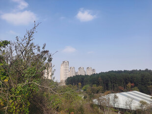 森林城市