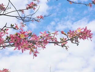 美丽异木棉