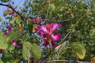 粉紫荆