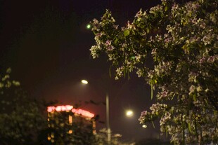 夜色紫荆树