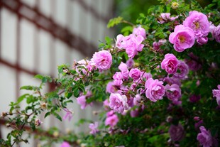 玫瑰花
