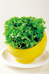 生菜