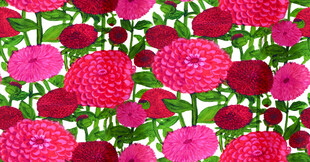 菊花 碎花 大花 叶子