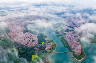 贵阳清镇市红枫湖畔樱花