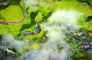 贵州省遵义市余庆县红渡油菜花