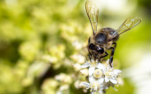 采花粉的小蜜蜂