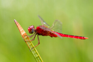 大红色蜻蜓