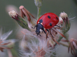 红色小瓢虫