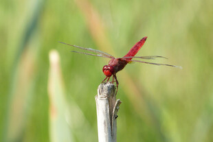 红色蜻蜓