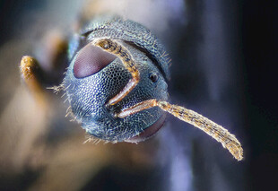 小黄蜂头部特写
