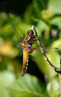 野生薄翅豆娘蜻蜓