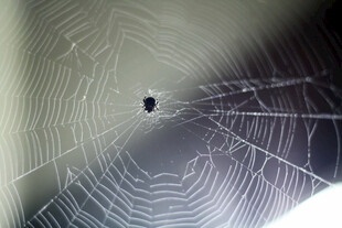 蜘蛛结网