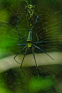 蜘蛛结网