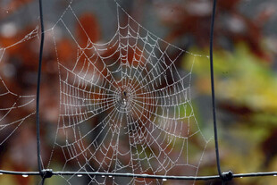 雨后蜘蛛网