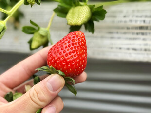 草莓栽培