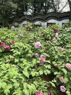 牡丹花园