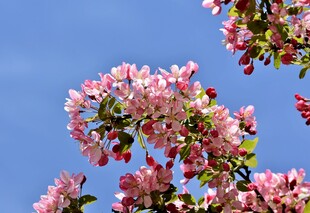 海棠花