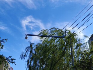 柳树 蓝天