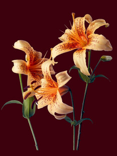 老虎花