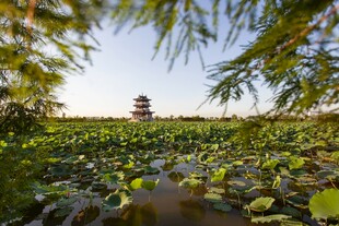 华阳湖湿地公园