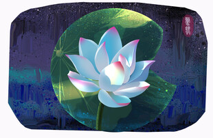 白莲花荷花