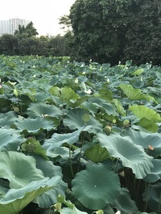 荷花 荷叶