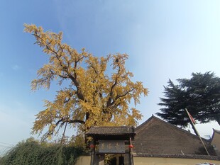 银杏树