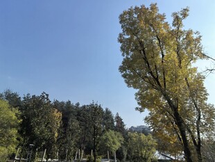 公园树