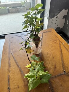 红苕花