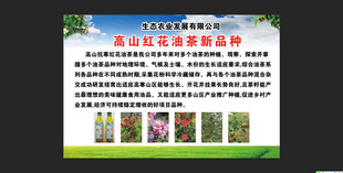 茶叶宣传广告