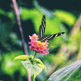 蝴蝶图片
