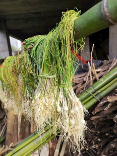 野葱