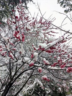 雪中花  雪中桃花