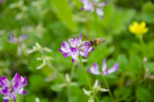 紫云英花  蜜蜂