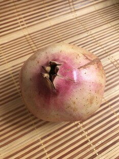 石榴