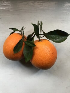 橙子 脐橙