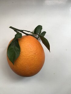橙子 脐橙
