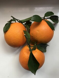 橙子 脐橙