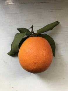 橙子 脐橙