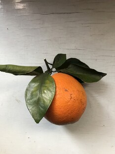 橙子 脐橙