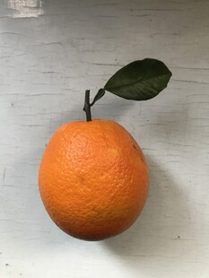 橙子 脐橙