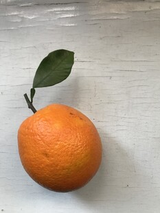 橙子 脐橙 