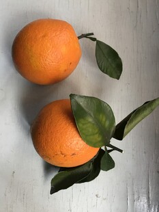 橙子 脐橙 
