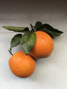 橙子 脐橙 
